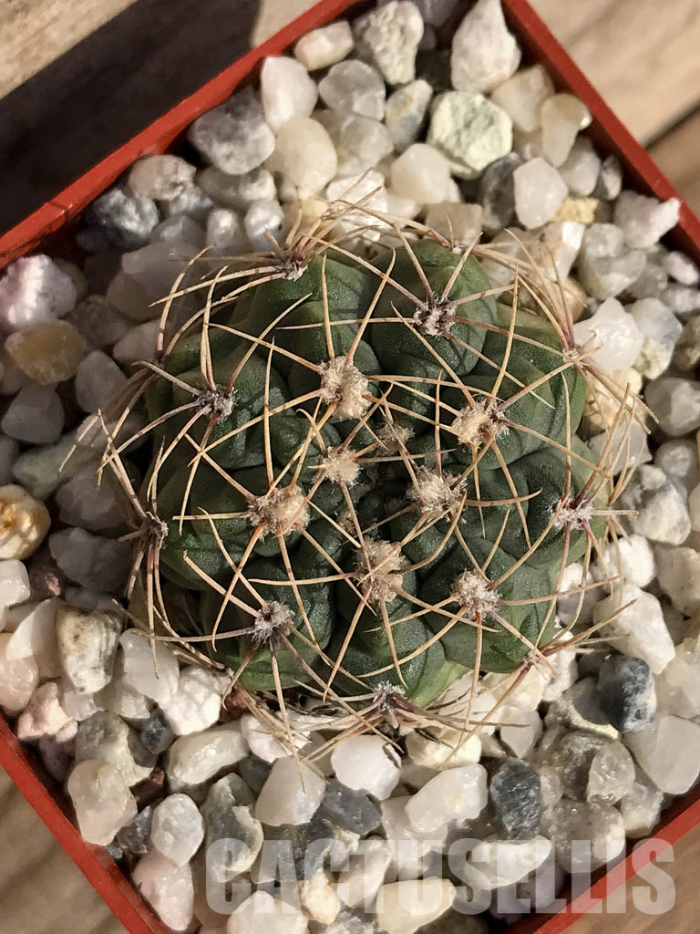 SHPR4176 Gymnocalycium baldianum aff. marianae VG-184, Buena Vista, Catamarca, Argentina - Image 4