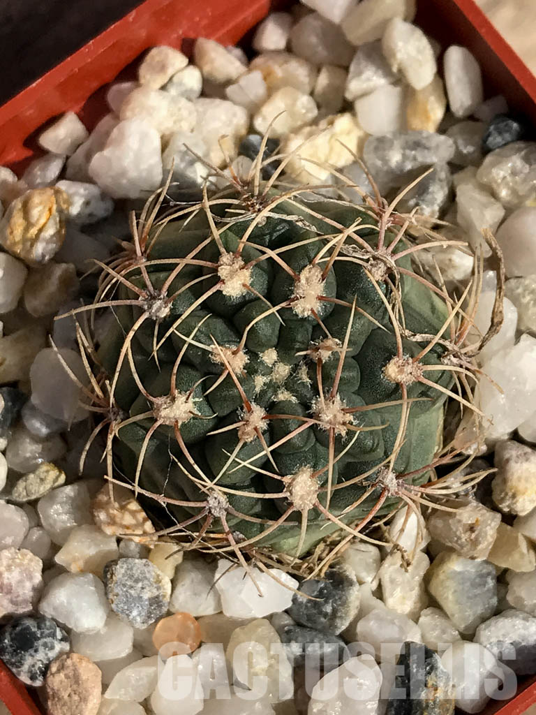SHPR4176 Gymnocalycium baldianum aff. marianae VG-184, Buena Vista, Catamarca, Argentina