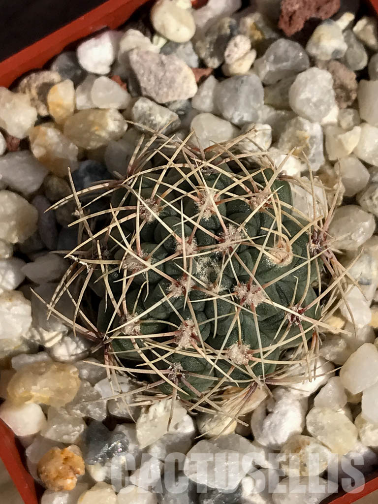 SHPR4176 Gymnocalycium baldianum aff. marianae VG-184, Buena Vista, Catamarca, Argentina - Image 6