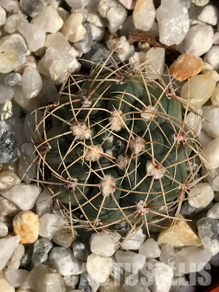 SHPR4176 Gymnocalycium baldianum aff. marianae VG-184, Buena Vista, Catamarca, Argentina - Image 7