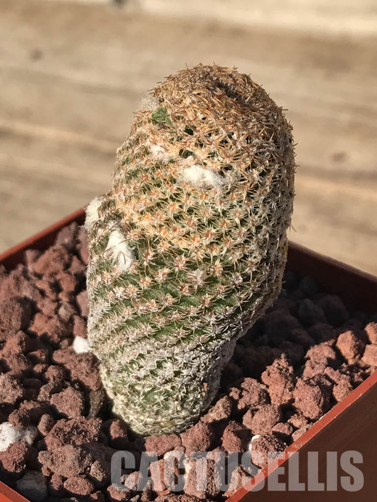 SHPR4235 Thelocephala duripulpa AW 231, Chile, Très Playitas - Зображення 2