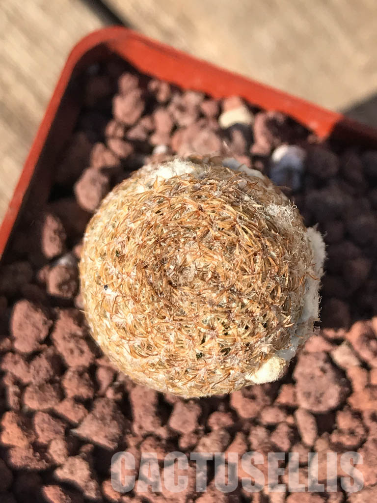 SHPR4235 Thelocephala duripulpa AW 231, Chile, Très Playitas - Зображення 3