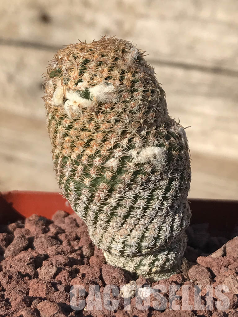 SHPR4235 Thelocephala duripulpa AW 231, Chile, Très Playitas