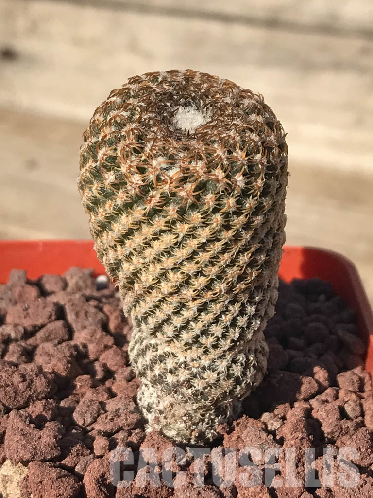 SHPR4235 Thelocephala duripulpa AW 231, Chile, Très Playitas - Зображення 5