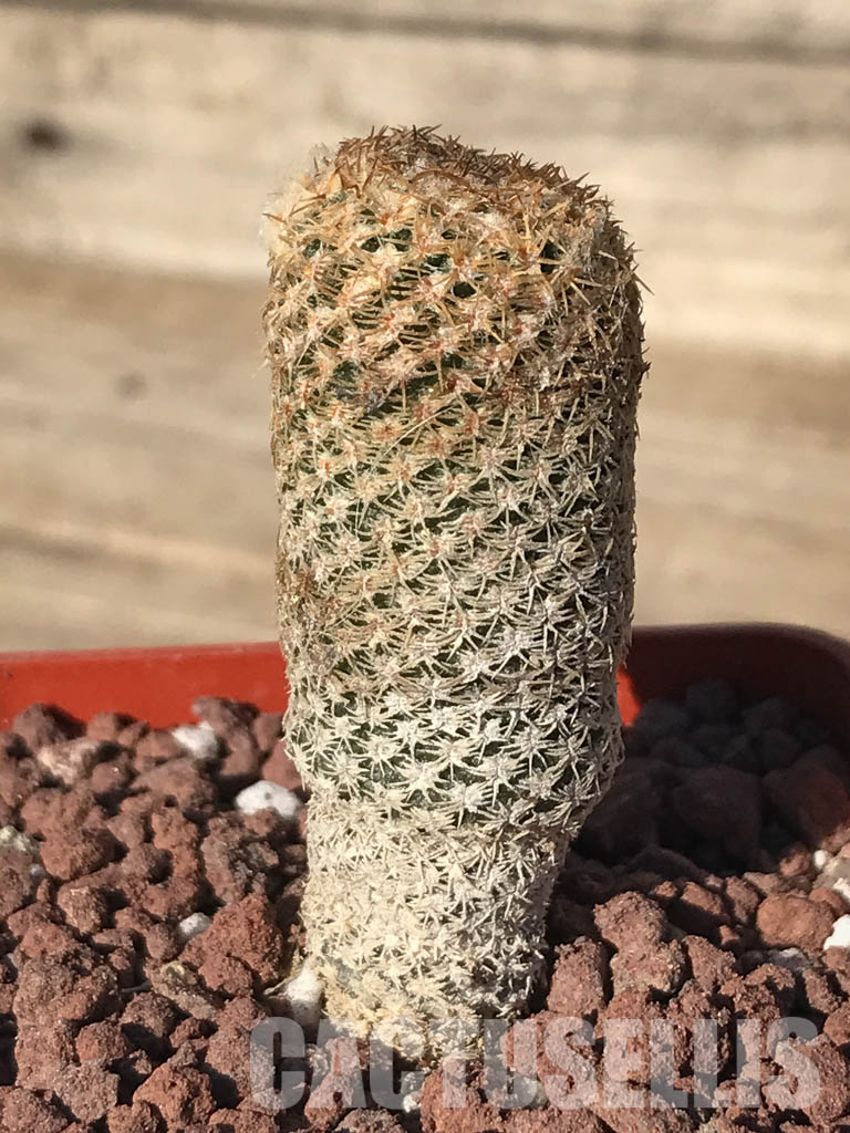 SHPR4235 Thelocephala duripulpa AW 231, Chile, Très Playitas - Зображення 7