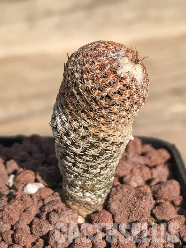 SHPR4250 Thelocephala duripulpa AW 94, Chile, E of Freirina A 1310 - Image 2