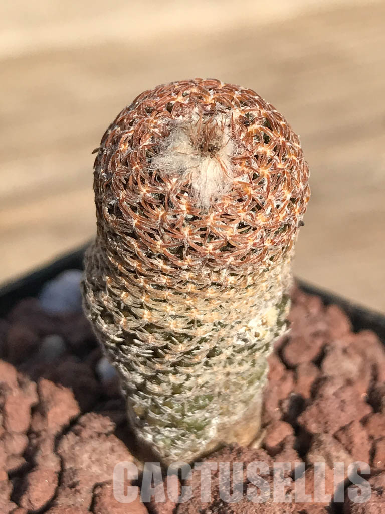 SHPR4250 Thelocephala duripulpa AW 94, Chile, E of Freirina A 1310 - Image 3