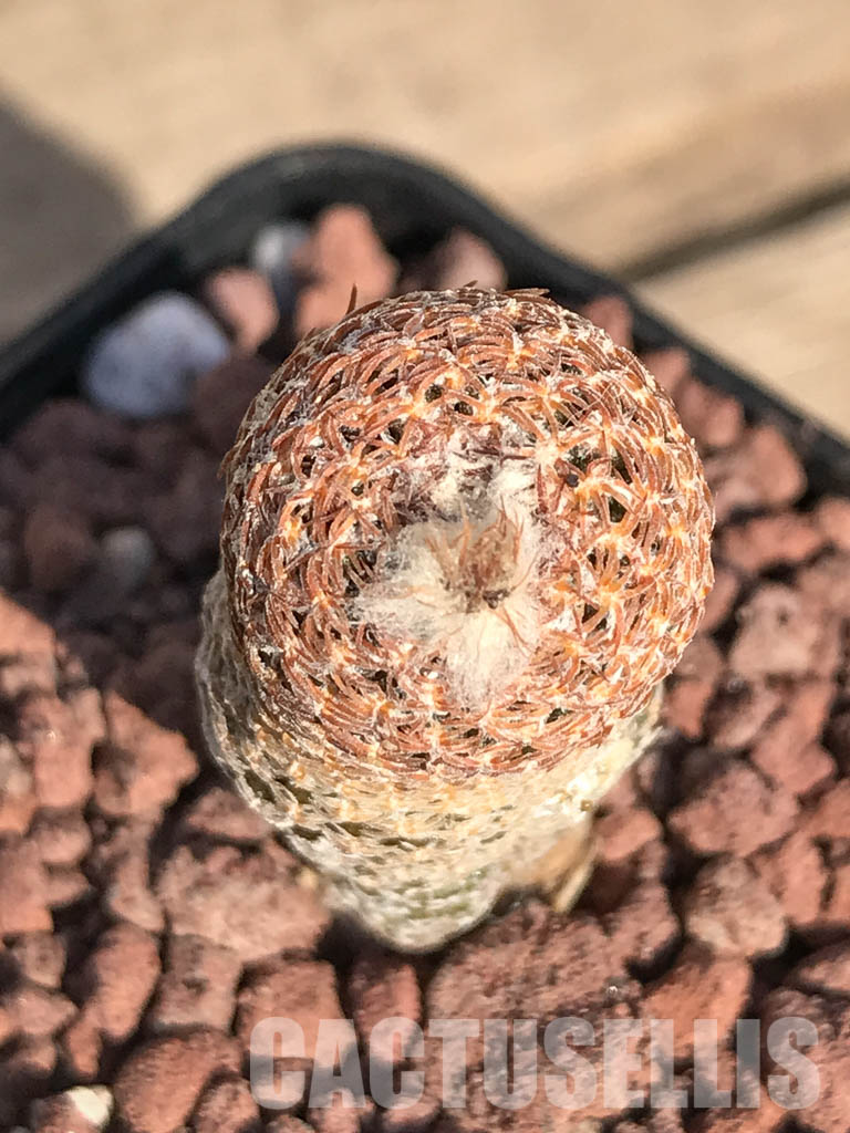 SHPR4250 Thelocephala duripulpa AW 94, Chile, E of Freirina A 1310