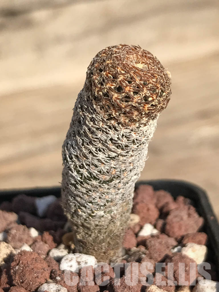 SHPR4250 Thelocephala duripulpa AW 94, Chile, E of Freirina A 1310 - Image 5