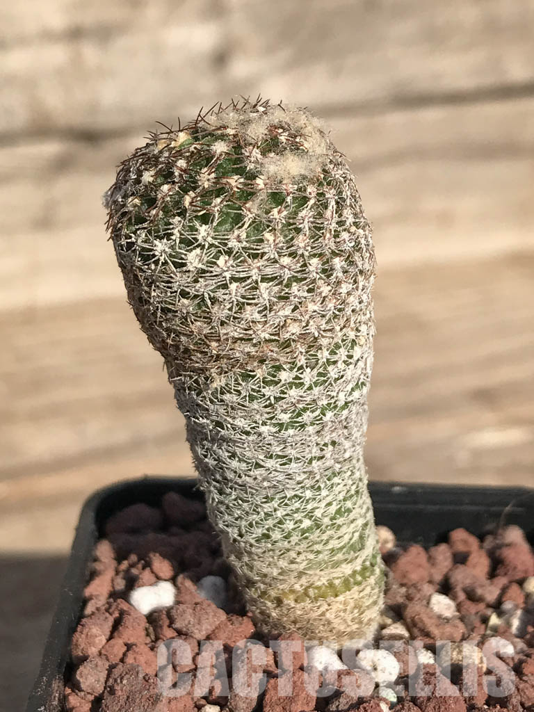 SHPR4251 Thelocephala duripulpa AW 94, Chile, E of Freirina A 1310 - Image 2