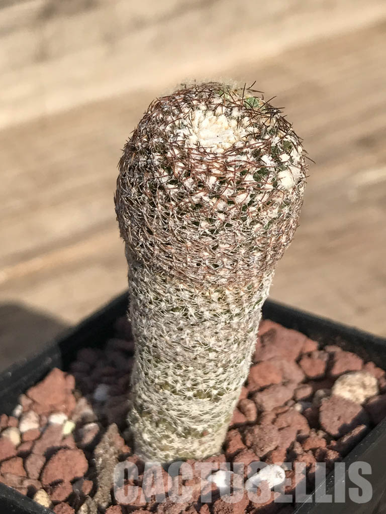 SHPR4251 Thelocephala duripulpa AW 94, Chile, E of Freirina A 1310 - Image 3