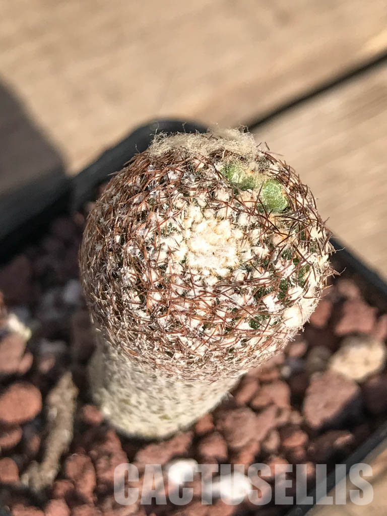 SHPR4251 Thelocephala duripulpa AW 94, Chile, E of Freirina A 1310 - Image 4