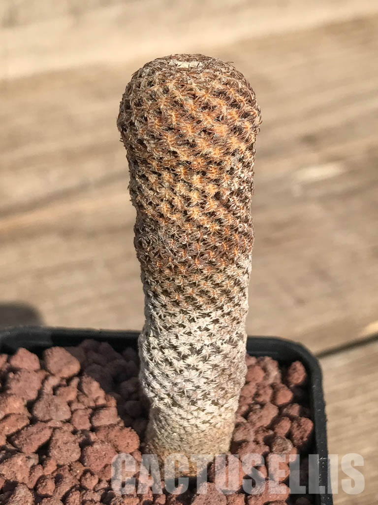 SHPR4251 Thelocephala duripulpa AW 94, Chile, E of Freirina A 1310 - Image 5