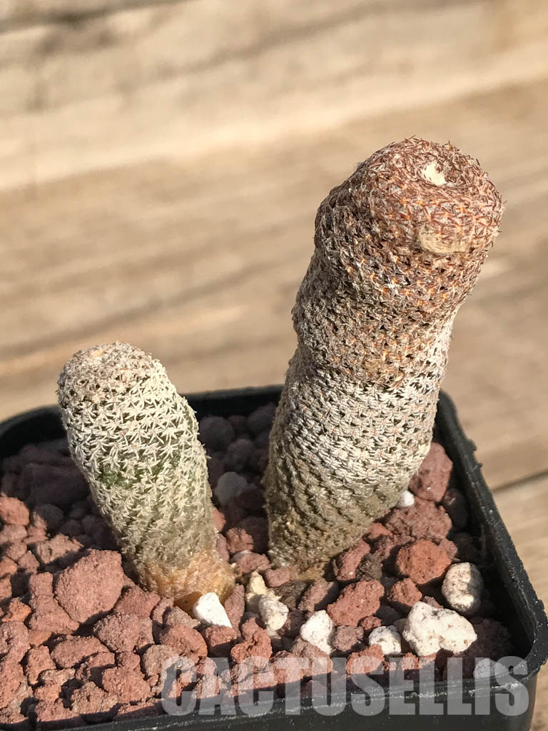 SHPR4251 Thelocephala duripulpa AW 94, Chile, E of Freirina A 1310 - Image 6