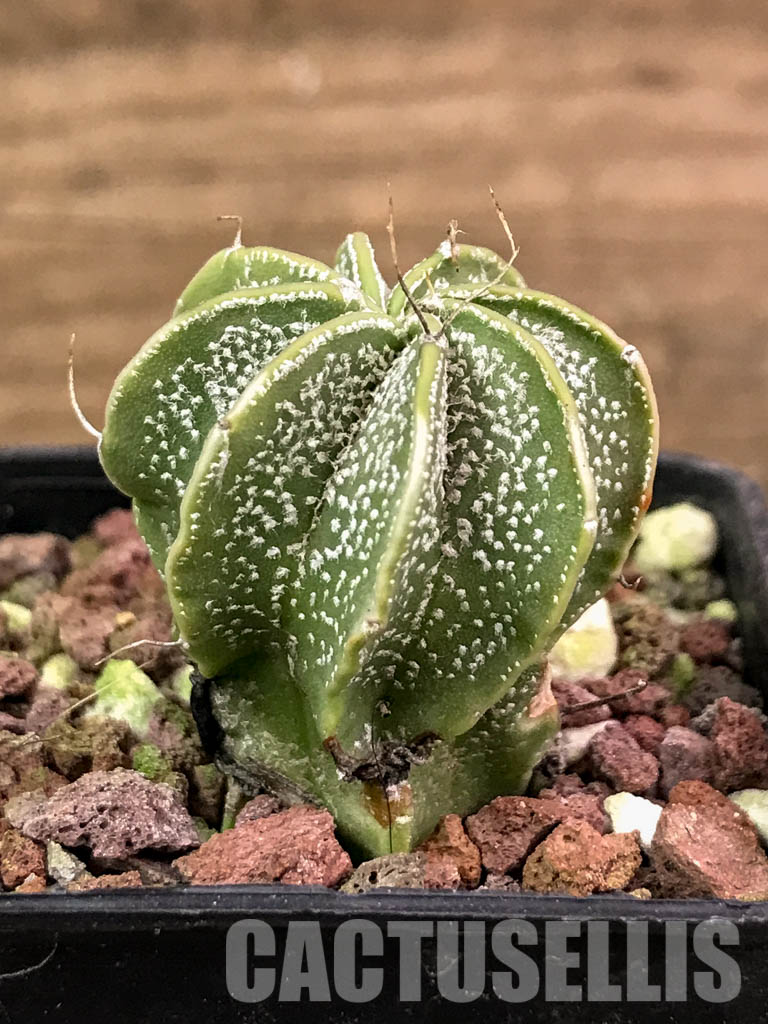 SHPR4312 Astrophytum capricorne cv. Crassispinoides - Obrázek 2