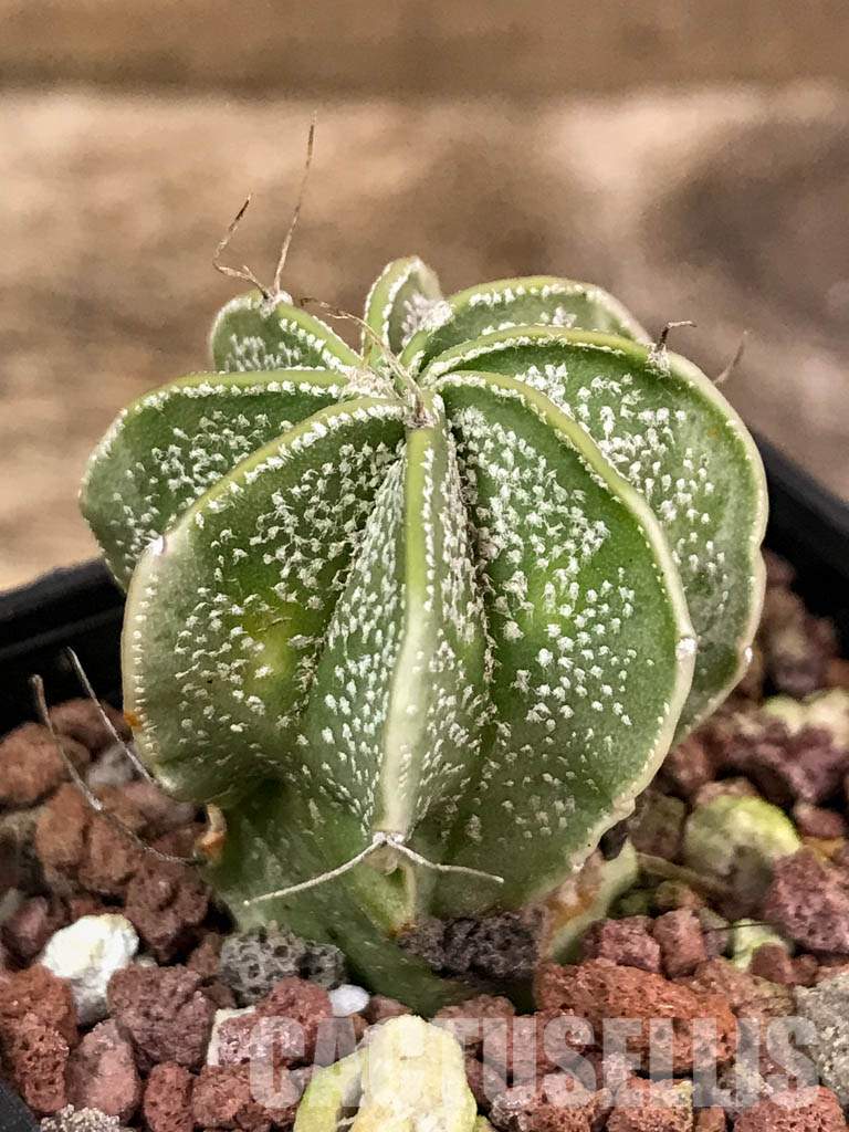 SHPR4312 Astrophytum capricorne cv. Crassispinoides - Obrázek 3