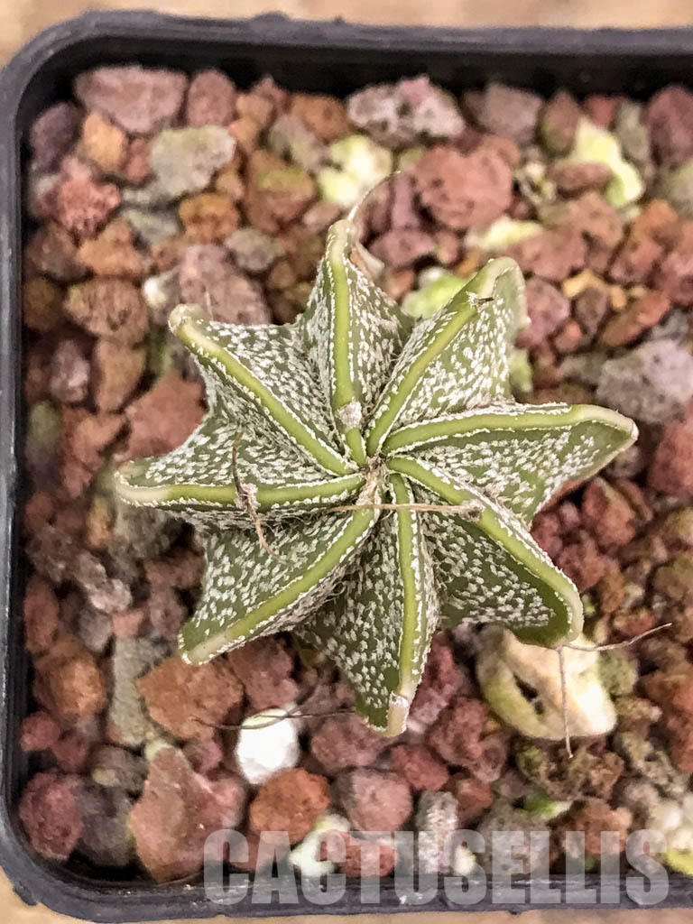 SHPR4312 Astrophytum capricorne cv. Crassispinoides