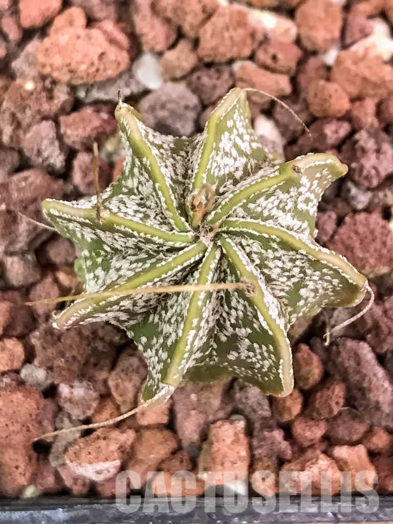 SHPR4312 Astrophytum capricorne cv. Crassispinoides - Obrázek 6