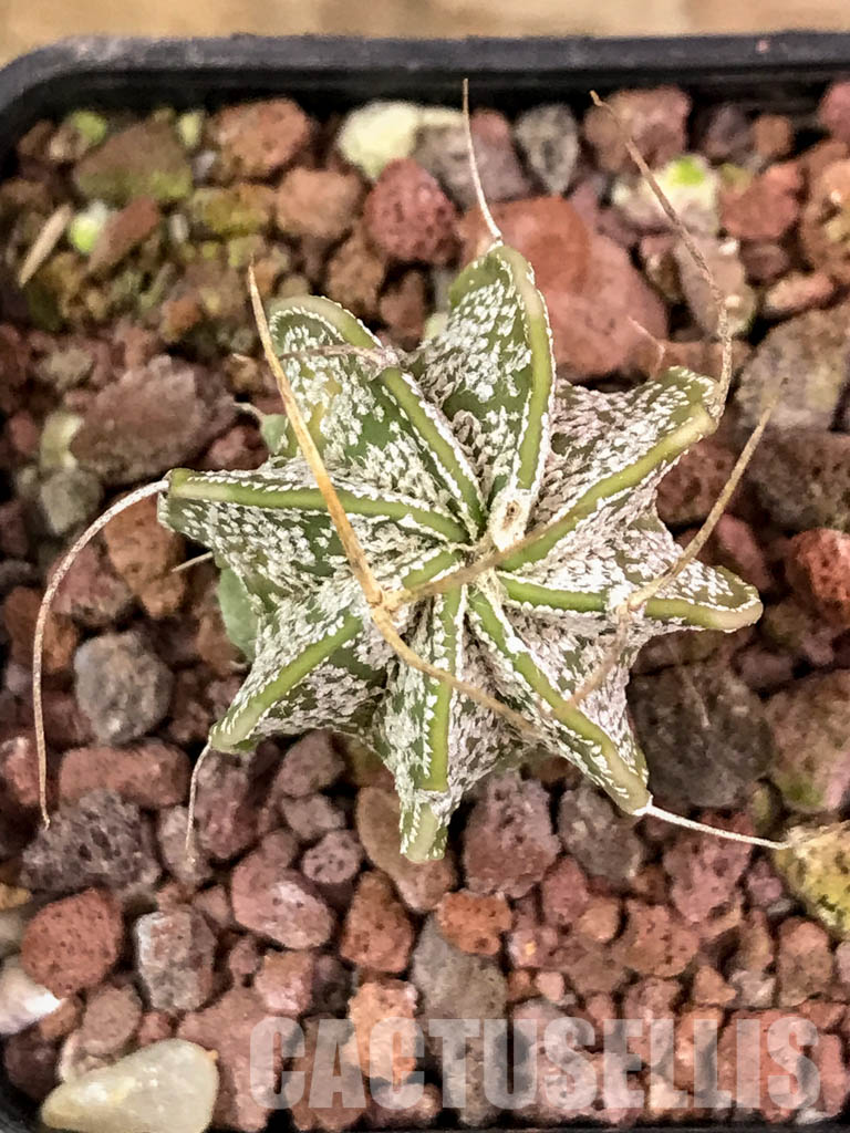 SHPR4312 Astrophytum capricorne cv. Crassispinoides - Obrázek 7