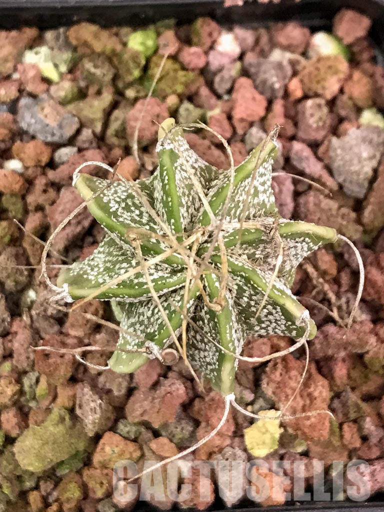 SHPR4312 Astrophytum capricorne cv. Crassispinoides - Obrázek 8