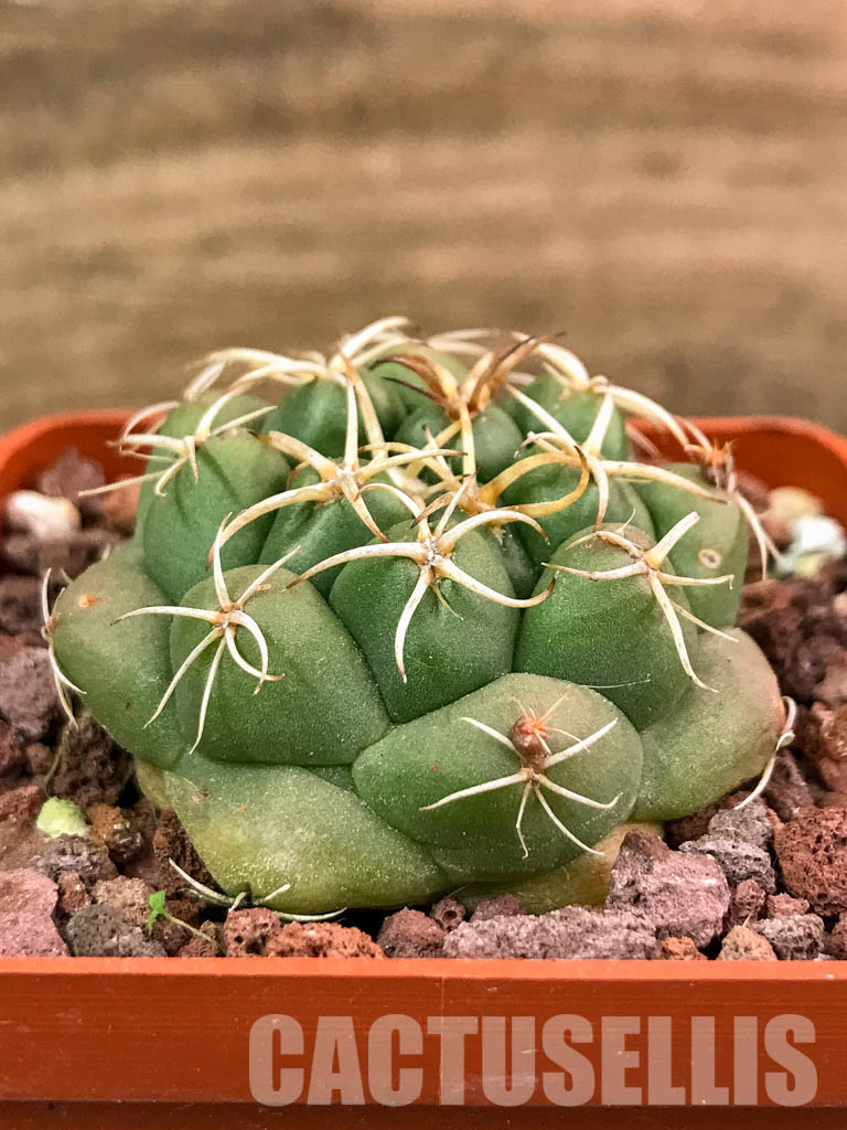 SHPR4314 Coryphantha elephantidens, Oaxaca, Michoacán, México - immagine 2