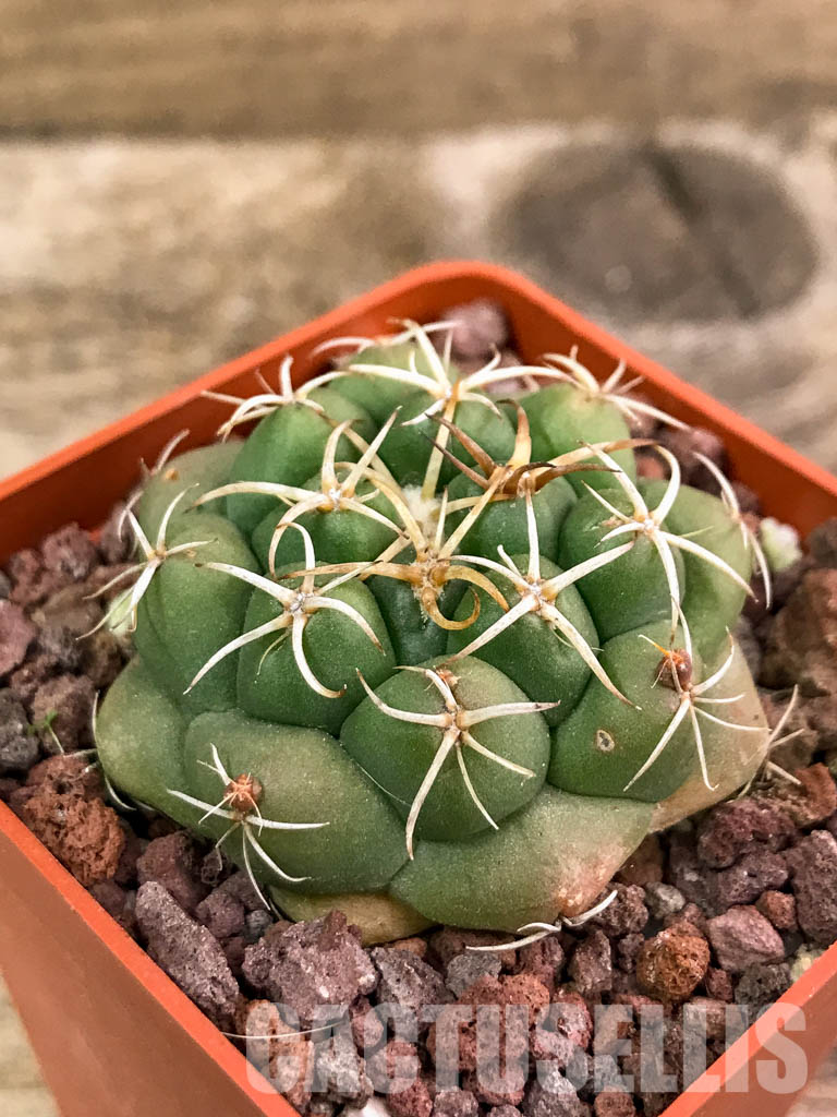 SHPR4314 Coryphantha elephantidens, Oaxaca, Michoacán, México - immagine 3