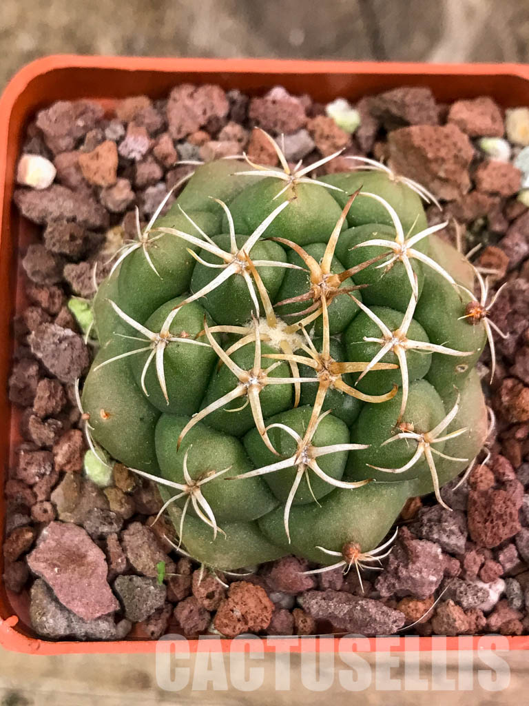 SHPR4314 Coryphantha elephantidens, Oaxaca, Michoacán, México