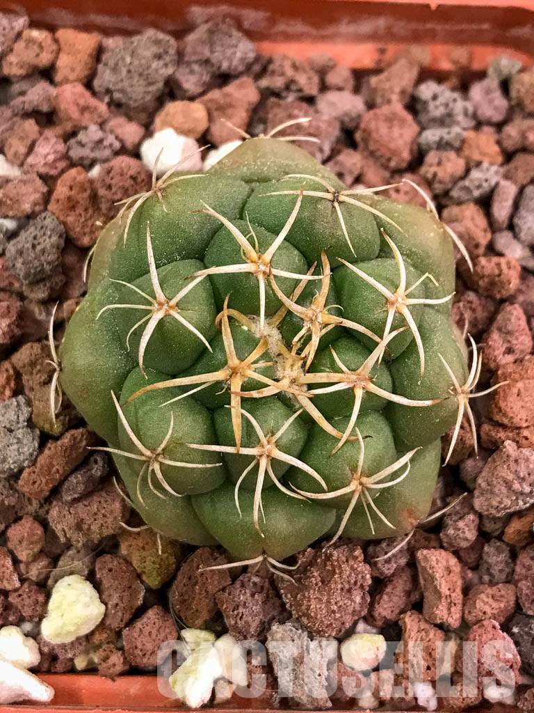 SHPR4314 Coryphantha elephantidens, Oaxaca, Michoacán, México - immagine 5