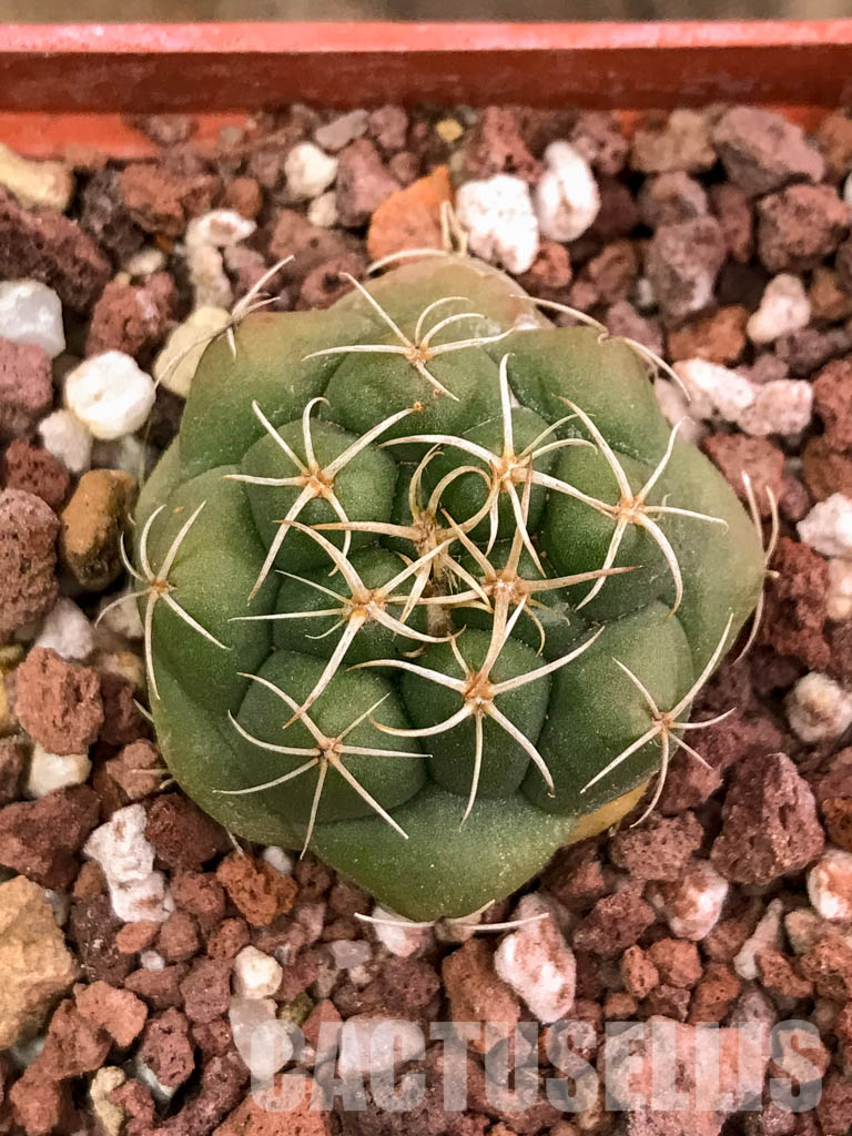 SHPR4314 Coryphantha elephantidens, Oaxaca, Michoacán, México - immagine 6