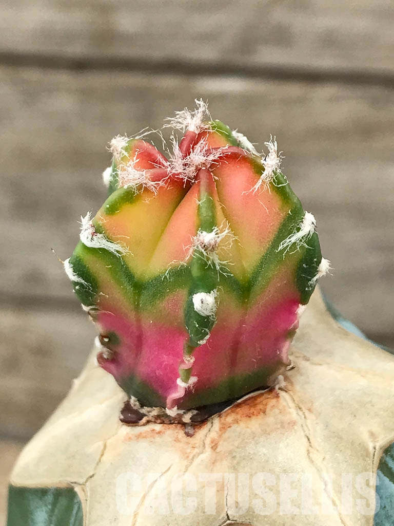 SHPR4348 Astrophytum myriostigma cv. Koh-yo variegated