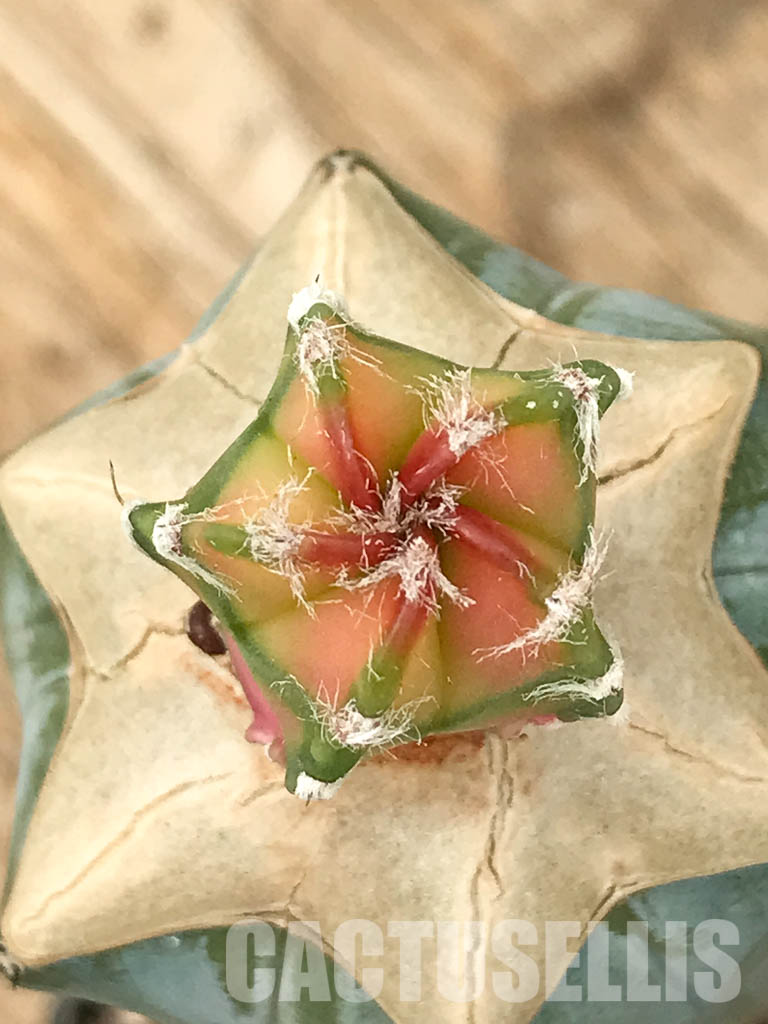 SHPR4348 Astrophytum myriostigma cv. Koh-yo variegated - 画像 (4)