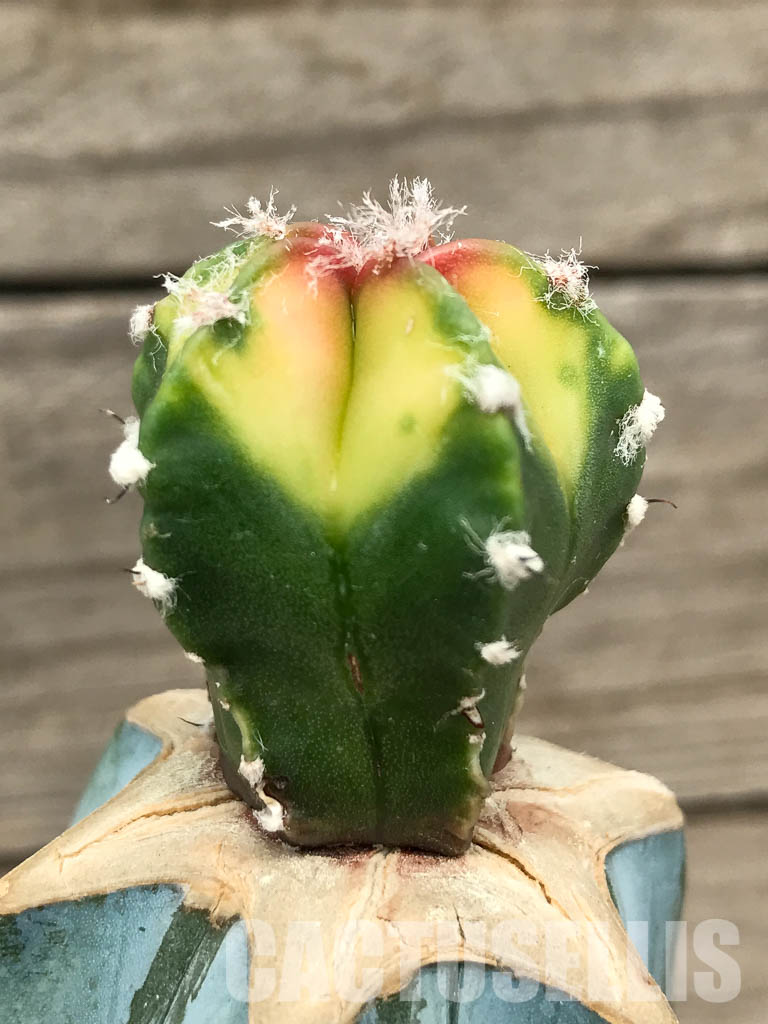 SHPR4349 Astrophytum myriostigma cv. Koh-yo variegated - Image 2