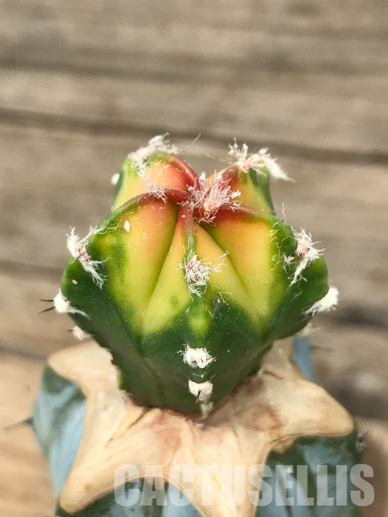 SHPR4349 Astrophytum myriostigma cv. Koh-yo variegated