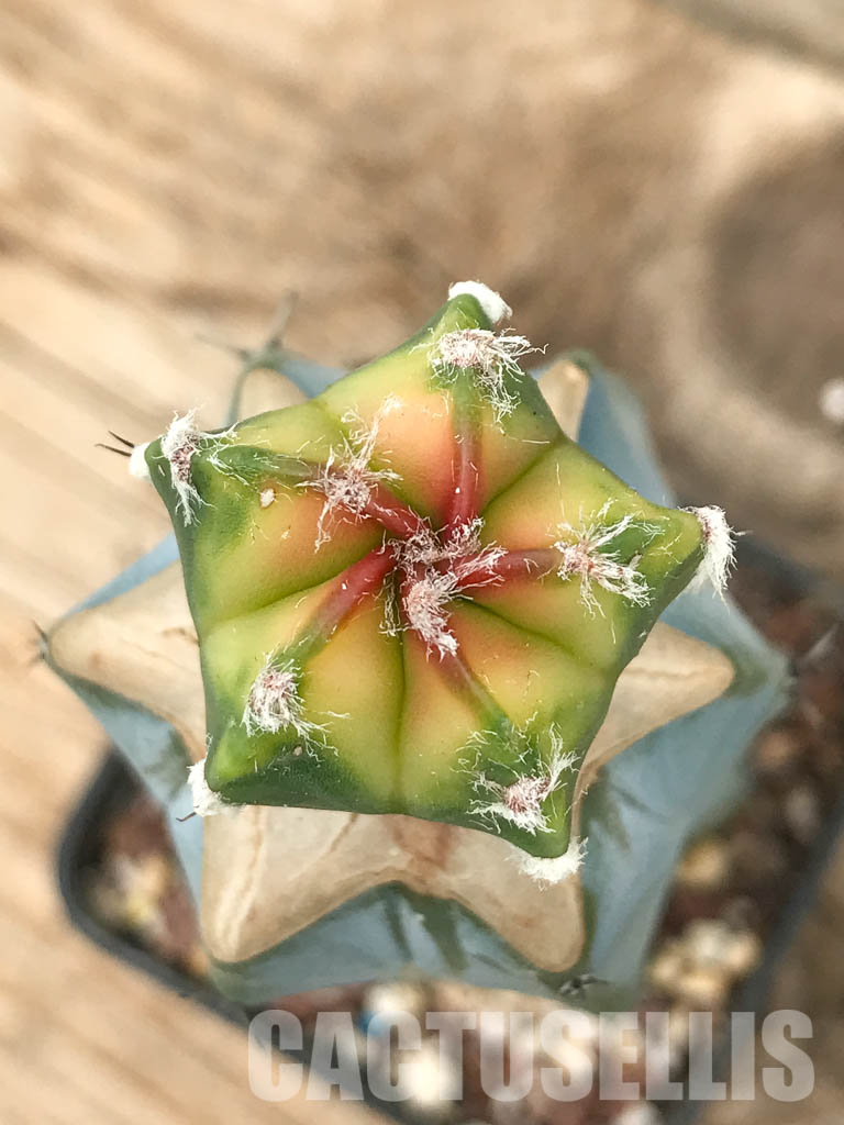 SHPR4349 Astrophytum myriostigma cv. Koh-yo variegated - Image 4