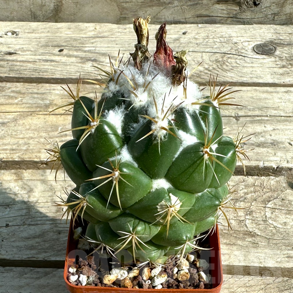 SHPR4407 Coryphantha calipensis SB 1390, Oaxaca, Teotitlan del Camino, Mexicó