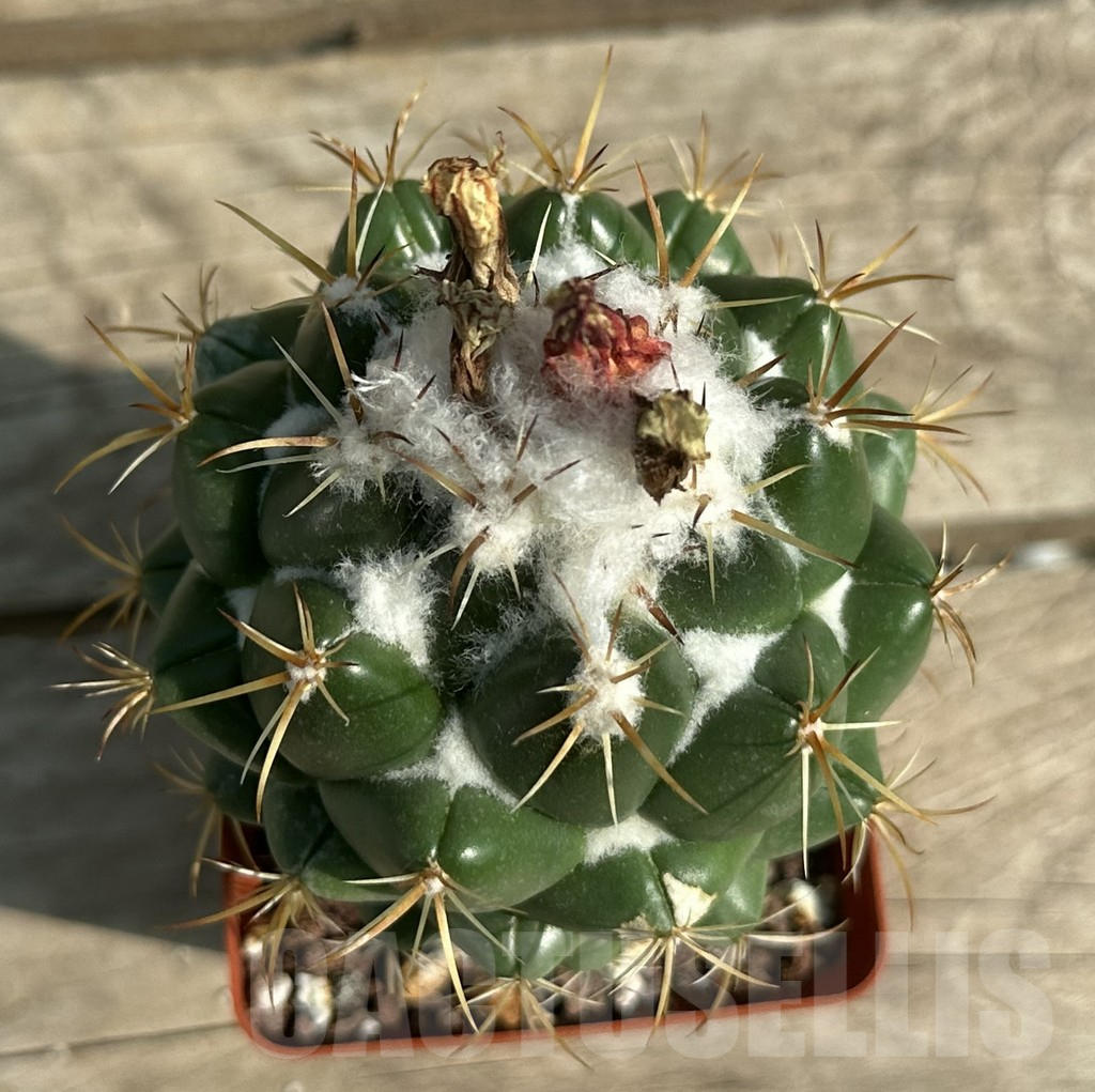 SHPR4407 Coryphantha calipensis SB 1390, Oaxaca, Teotitlan del Camino, Mexicó - Image 2
