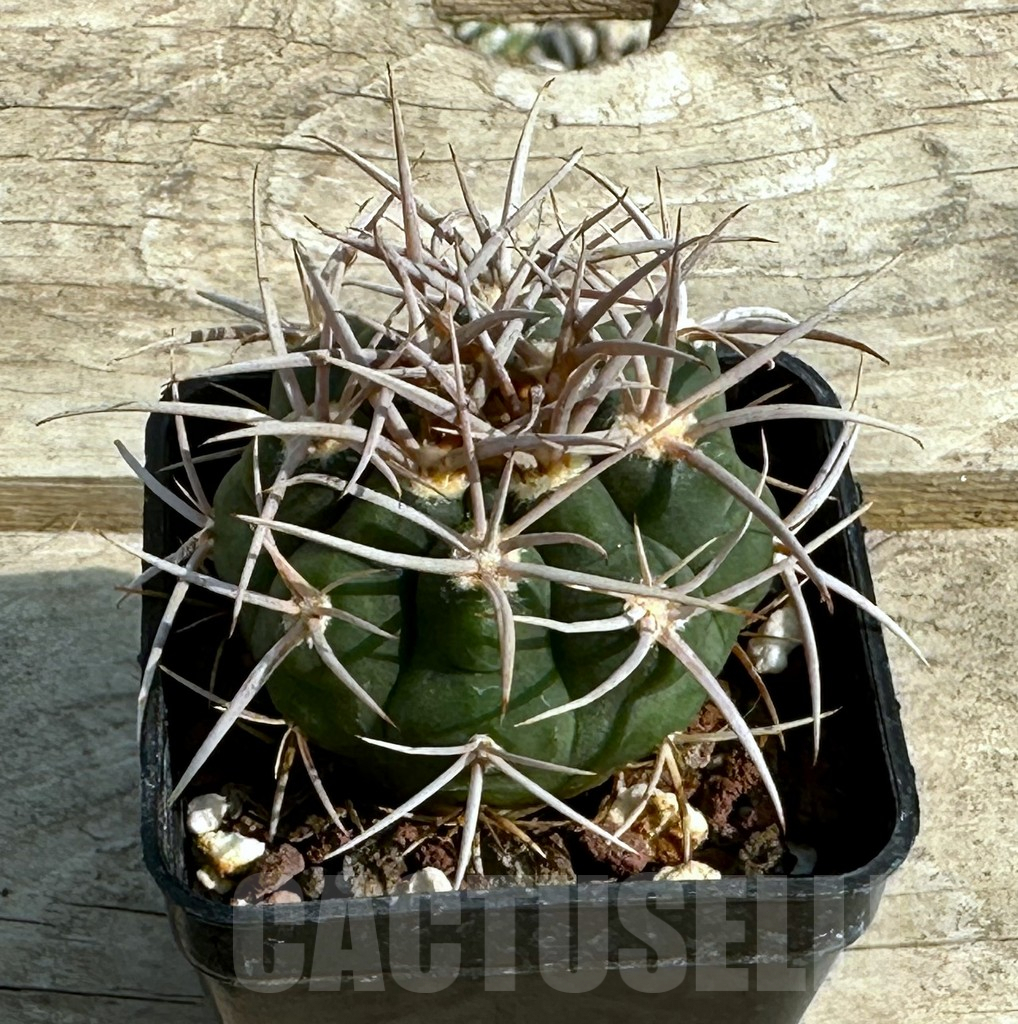 SHPR4417 Gymnocalycium hybopleurum v. ferocior, Cordoba, Argentina