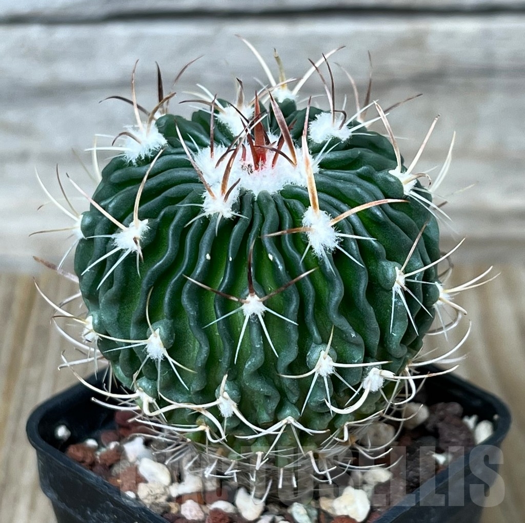 SHPR4497 Echinofossulocactus spec. aff. dichroacanthus L 1564, Sierra de Salamanca, Mexico