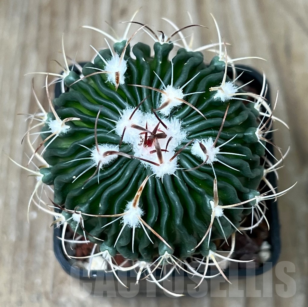 SHPR4497 Echinofossulocactus spec. aff. dichroacanthus L 1564, Sierra de Salamanca, Mexico - Image 2