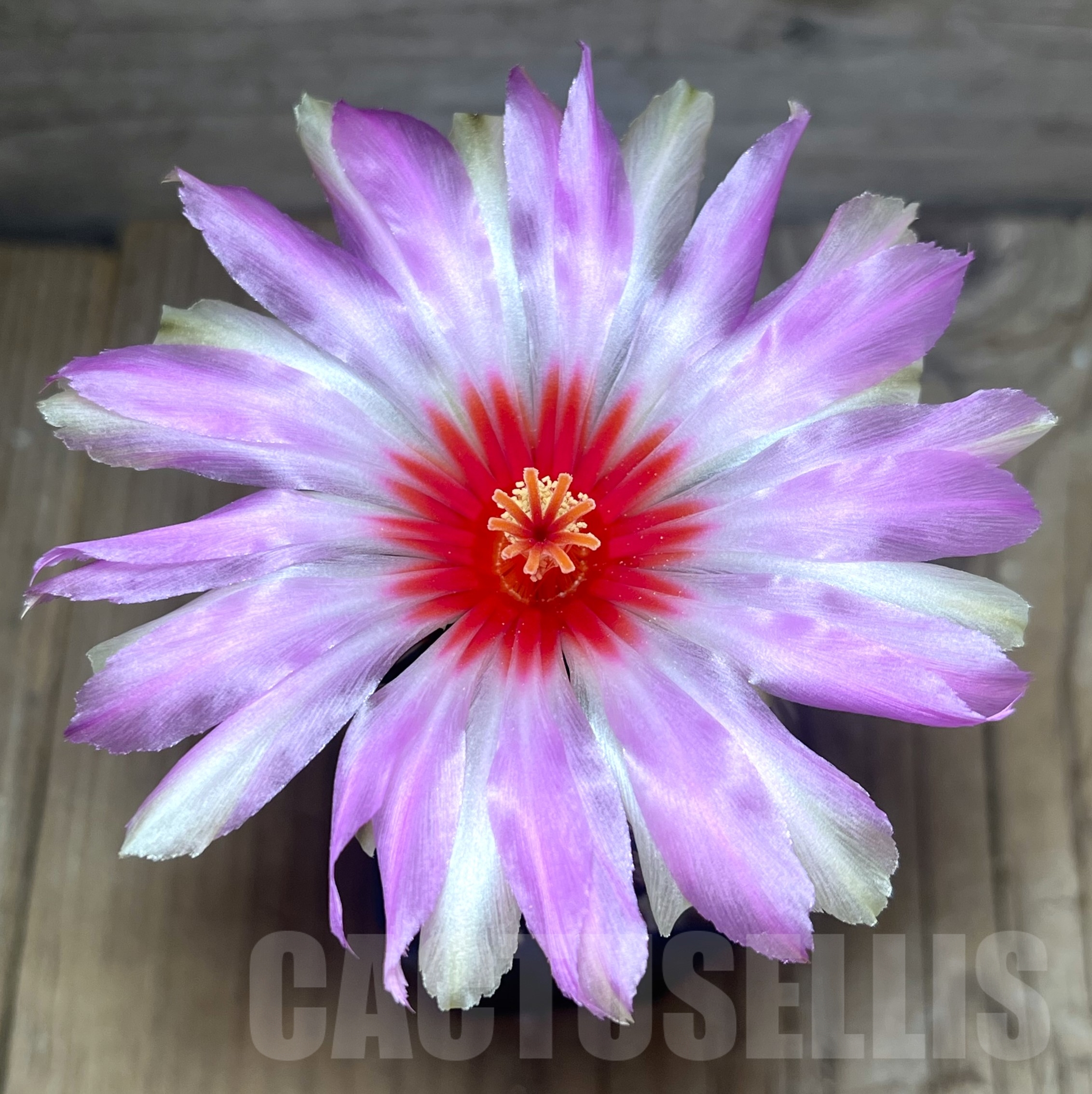 SHPR4391 Thelocactus bicolor SB 866, Texas, USA