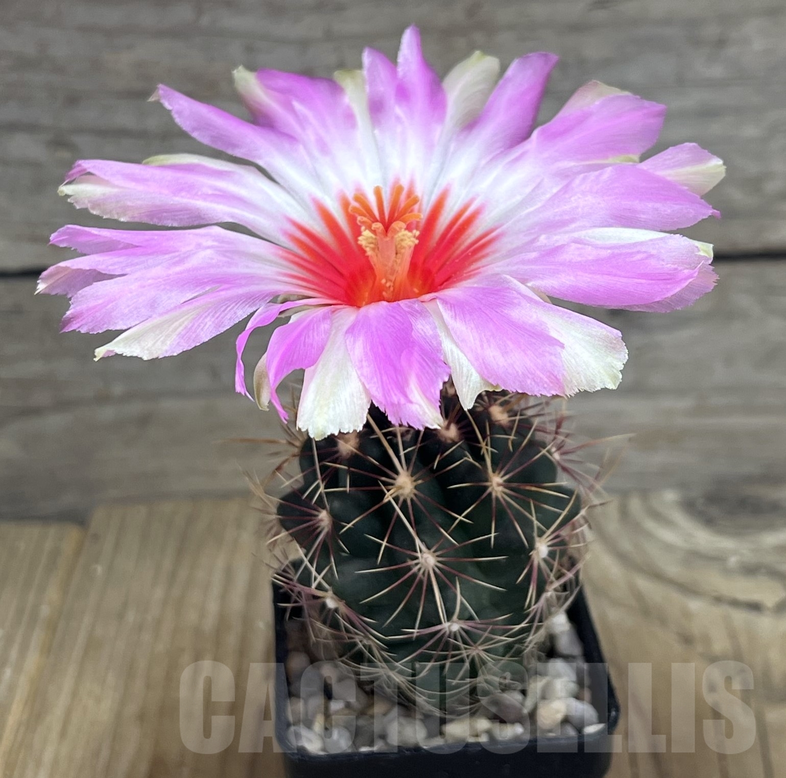 SHPR4391 Thelocactus bicolor SB 866, Texas, USA - Image 2