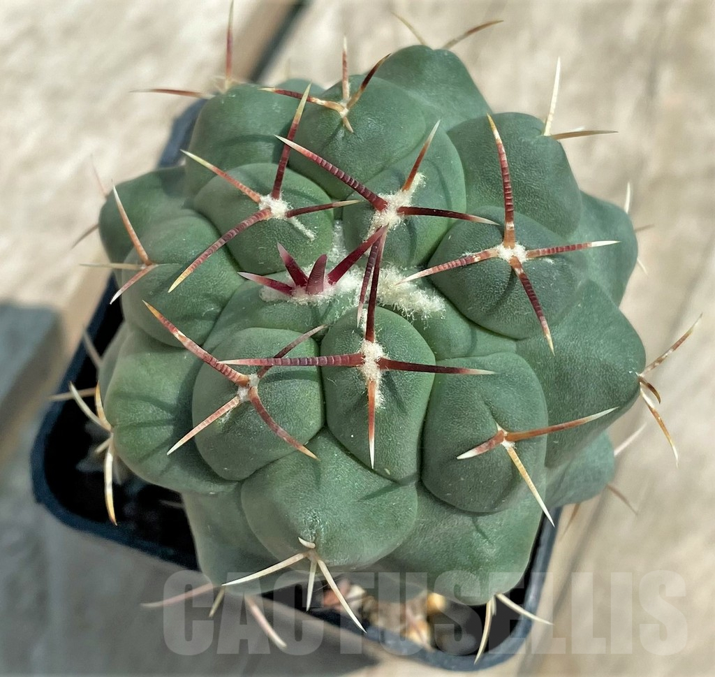 SHPR4472 Thelocactus saladensis VZD 041 -San Luis Potosí, Mexico-