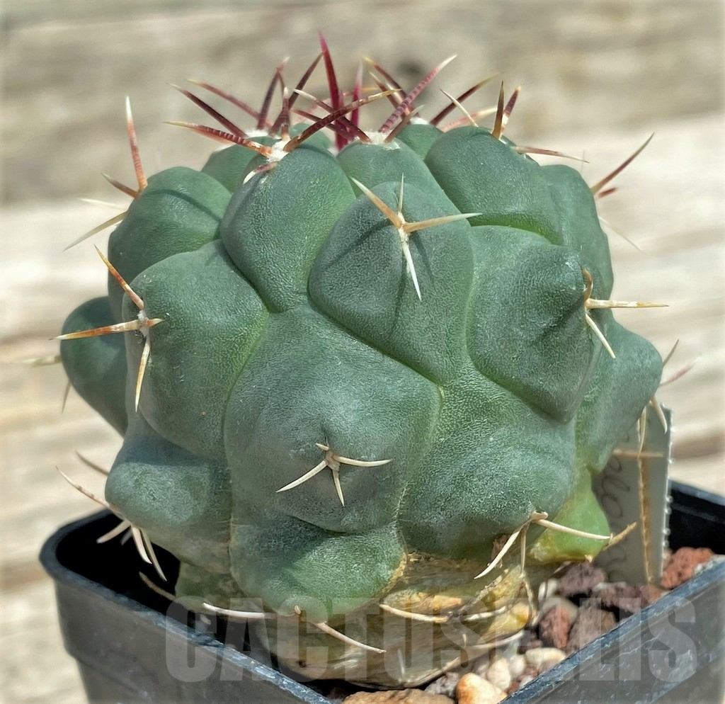 SHPR4472 Thelocactus saladensis VZD 041 -San Luis Potosí, Mexico- - Image 2