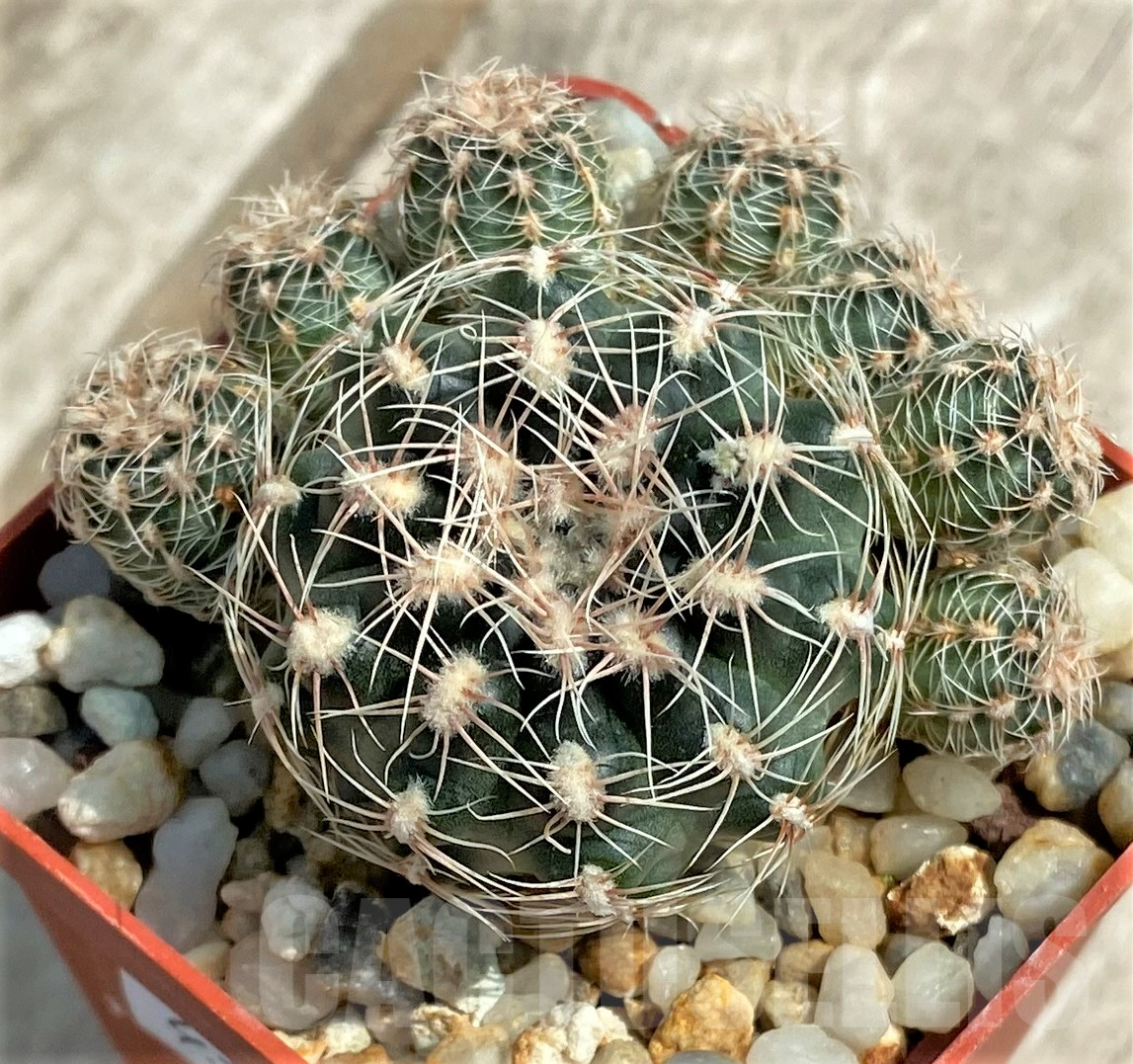SHPR4378 Gymnocalycium bruchii subs. lafaldense LB 1095 -Candonga, Cordoba, Argentina-