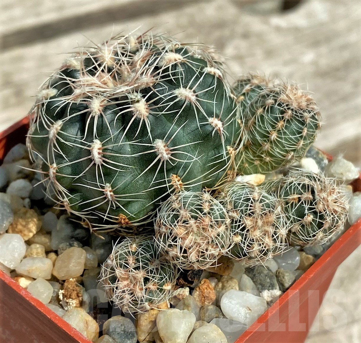 SHPR4378 Gymnocalycium bruchii subs. lafaldense LB 1095 -Candonga, Cordoba, Argentina- - Imagen 2