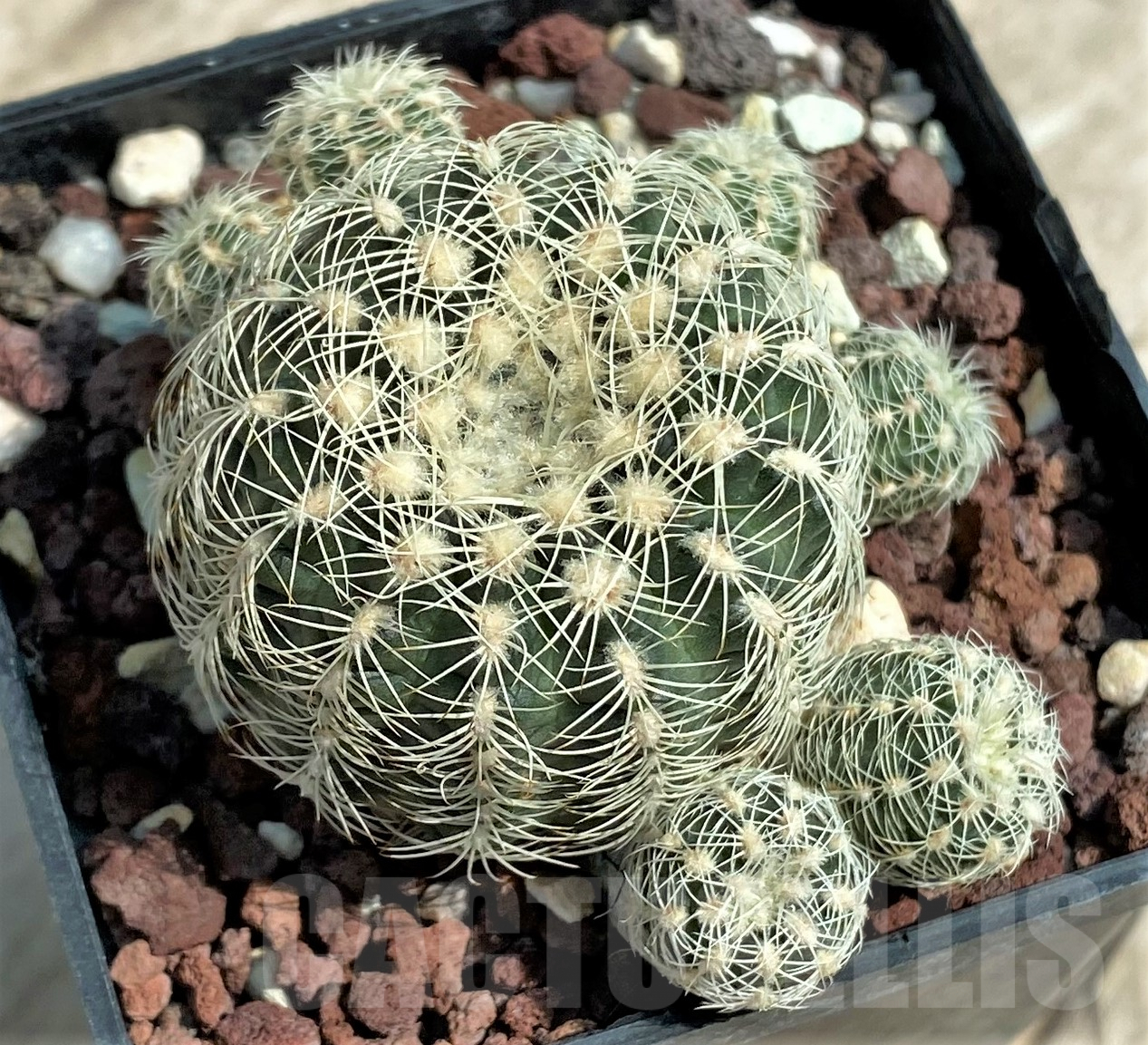 SHPR4275 Gymnocalycium bruchii LB 1088 -Dique San Jeronimo 1350m, Córdoba, Argentina-