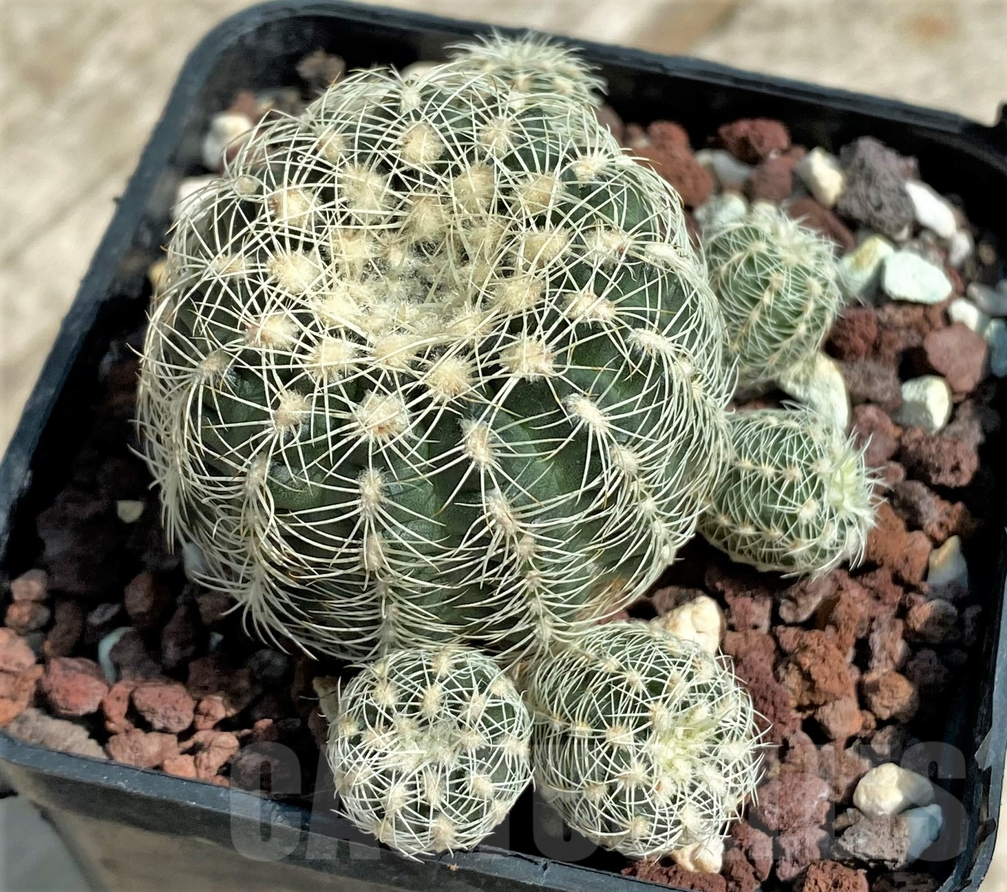 SHPR4275 Gymnocalycium bruchii LB 1088 -Dique San Jeronimo 1350m, Córdoba, Argentina- - immagine 2