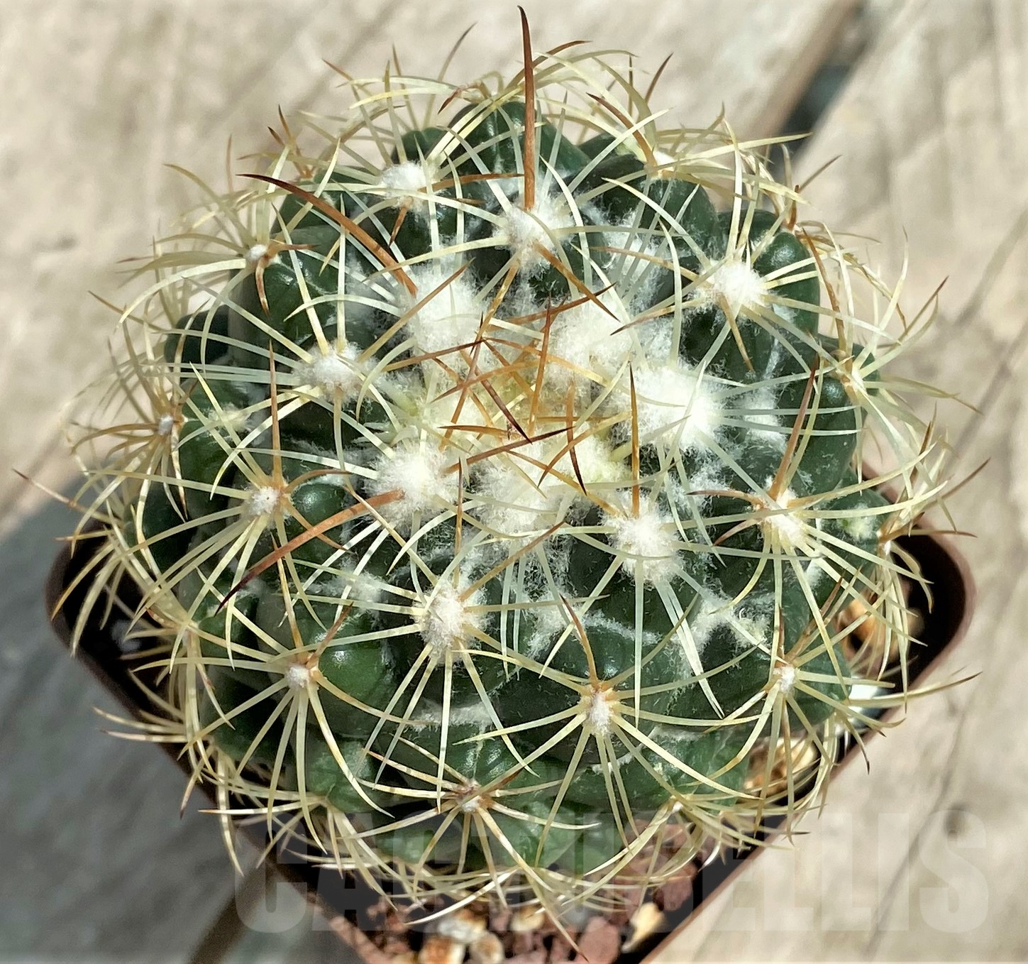 SHPR3946 Coryphantha pallida ssp pseudoradians FO047 -Buenavista, Sierra Mixteca, Oaxaca, Mexico-