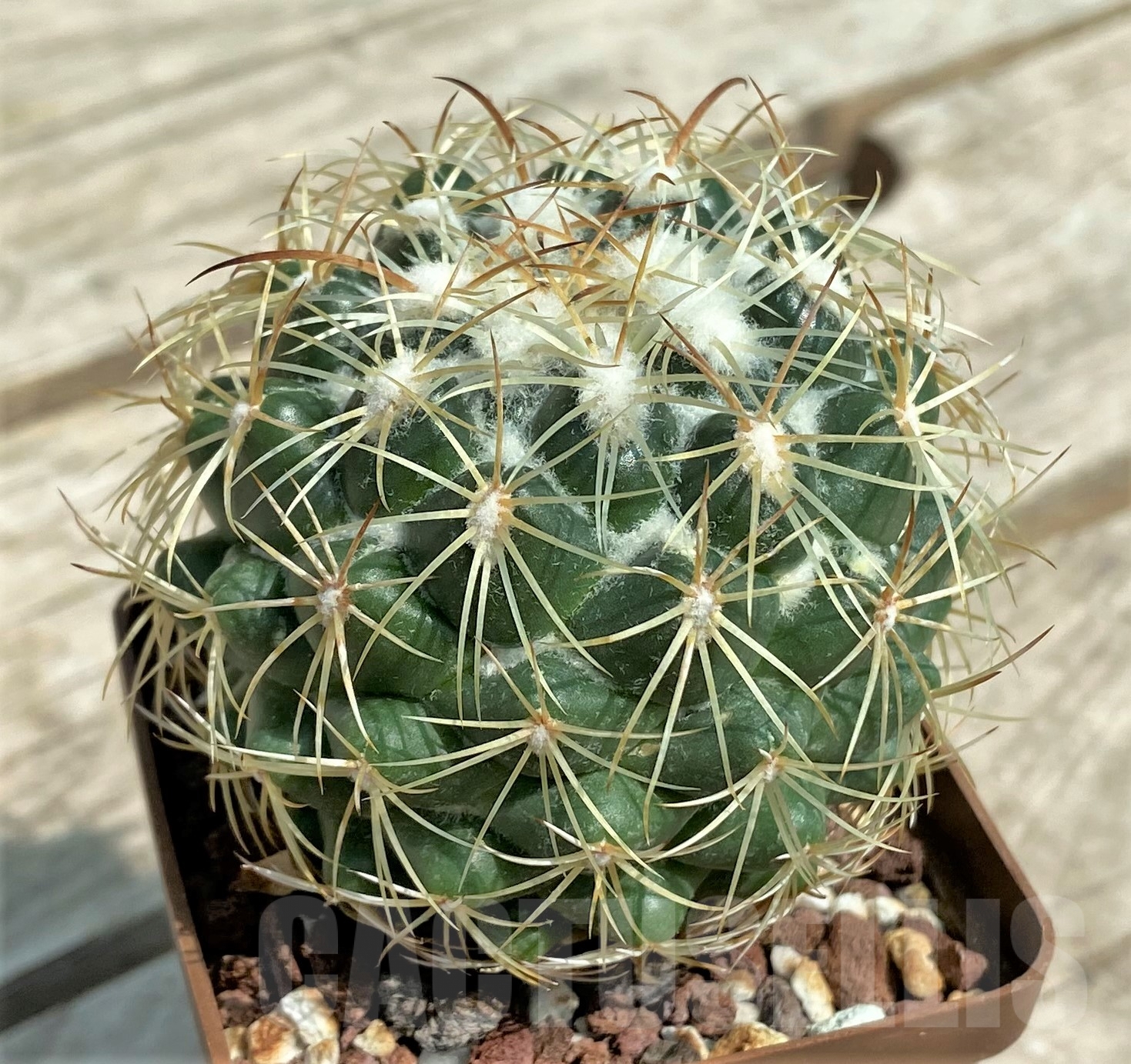 SHPR3946 Coryphantha pallida ssp pseudoradians FO047 -Buenavista, Sierra Mixteca, Oaxaca, Mexico- - Obrázek 2