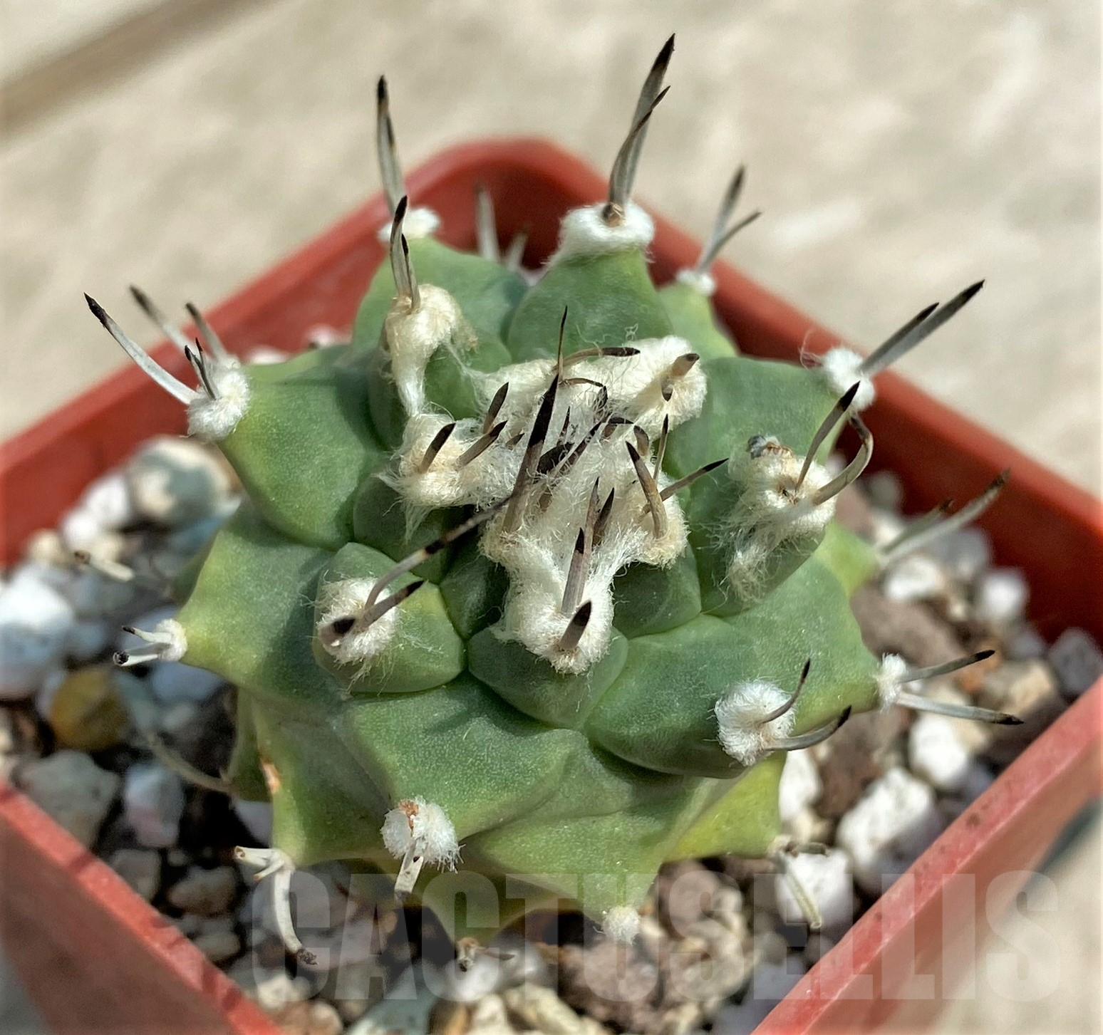 SHPR3324 Turbinicarpus alonsoi - Obrázek 2
